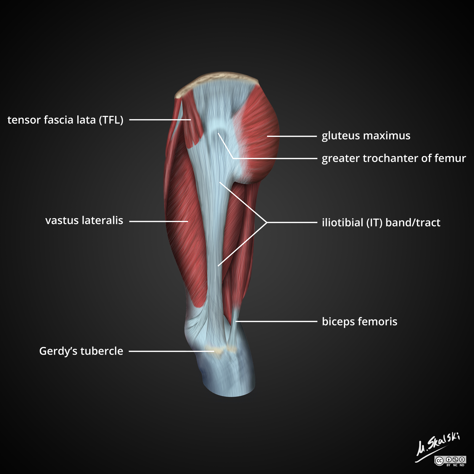 The Iliotibial Tract: Anatomy and 3D Illustrations