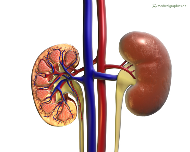 kidney unlabeled