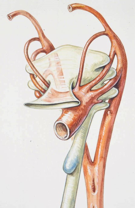 Leiden - Drawing Pharyngeal Arch arteries - no labels