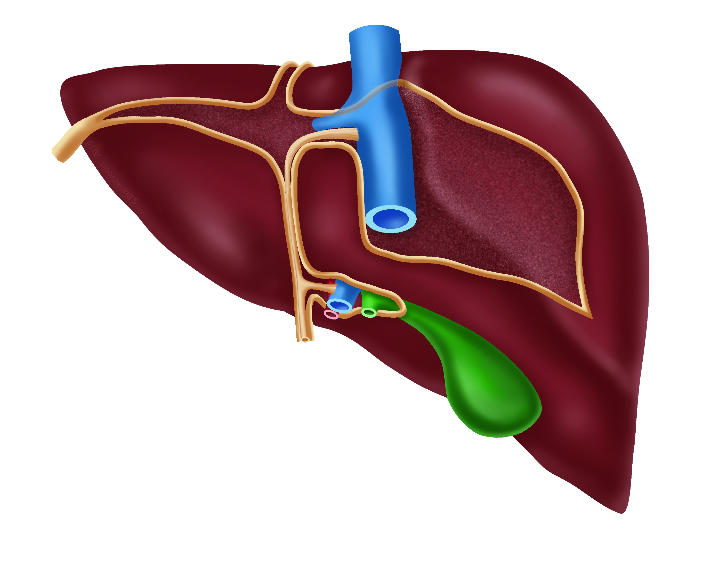 Superior (and posterior) view postnatal liver