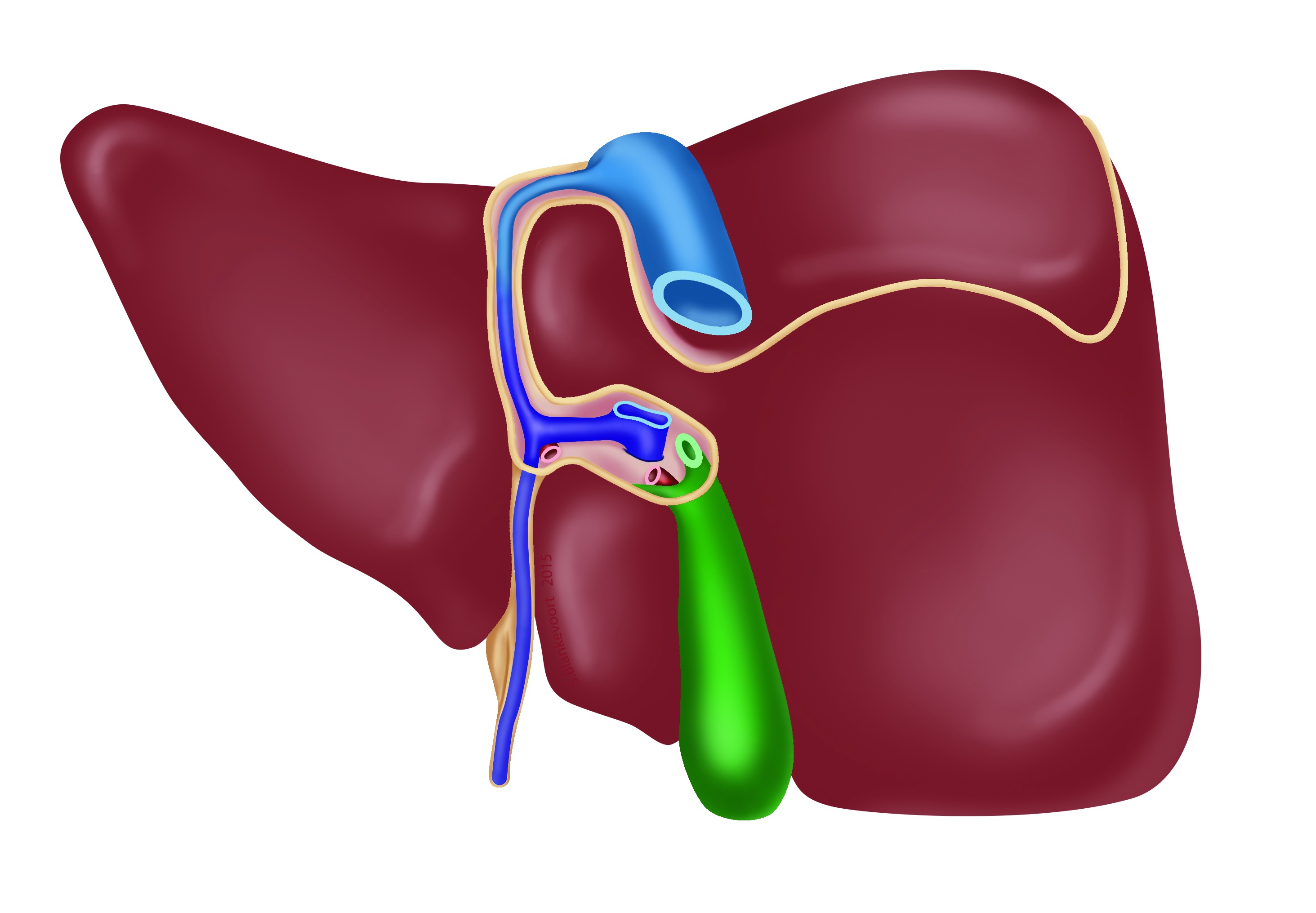 Posterior view of the prenatal liver, with the ductus venosus and the umbilical vein