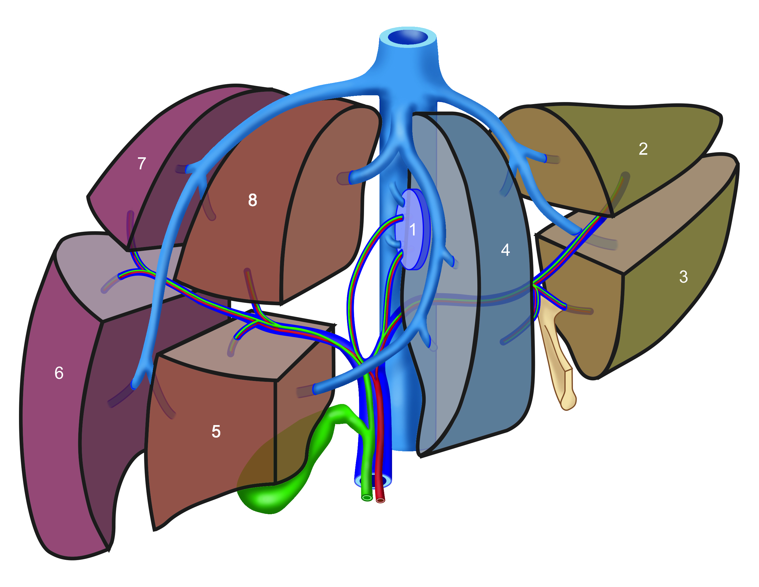 Liver segments and vascularisation