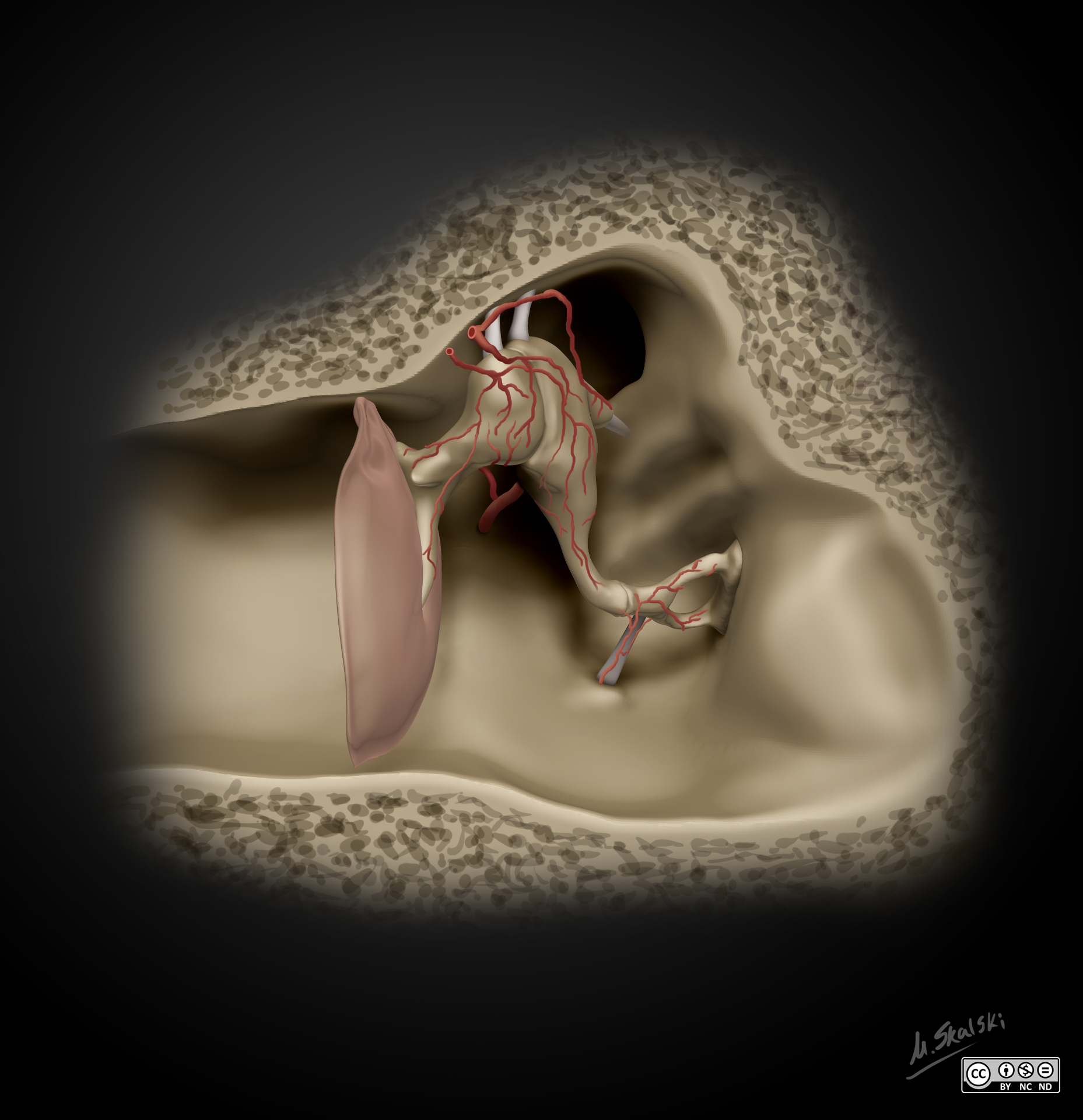 Radiopaedia - Drawing Middle ear ossicles: malleus, incus and