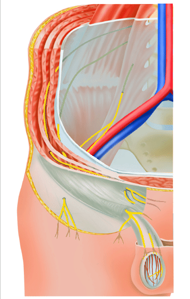 Iliohypogastric, ilioinguinal and genitofemoral nerve in inguinal area - animated gif, no labels