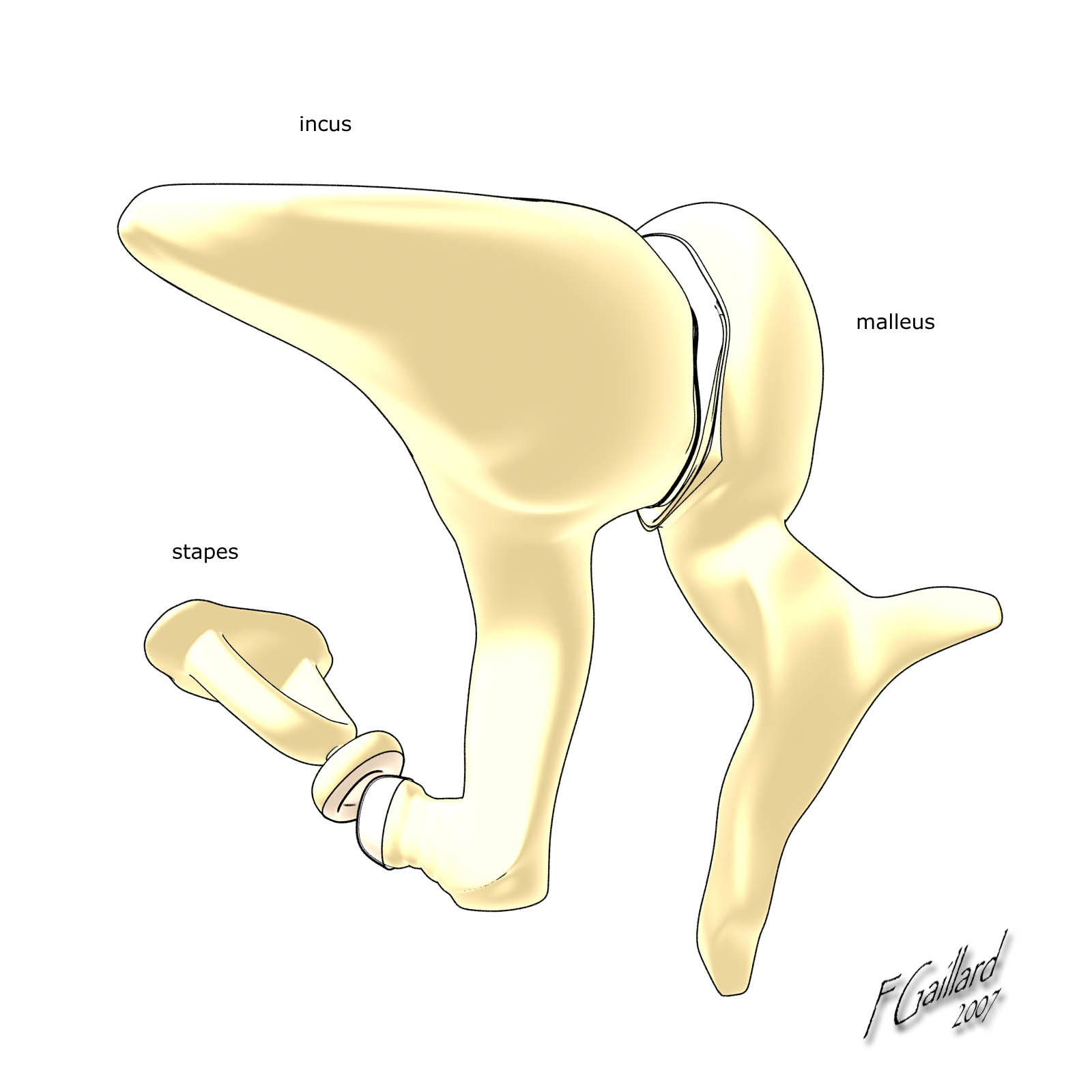 Radiopaedia - Drawing Middle ear ossicles: malleus, incus and