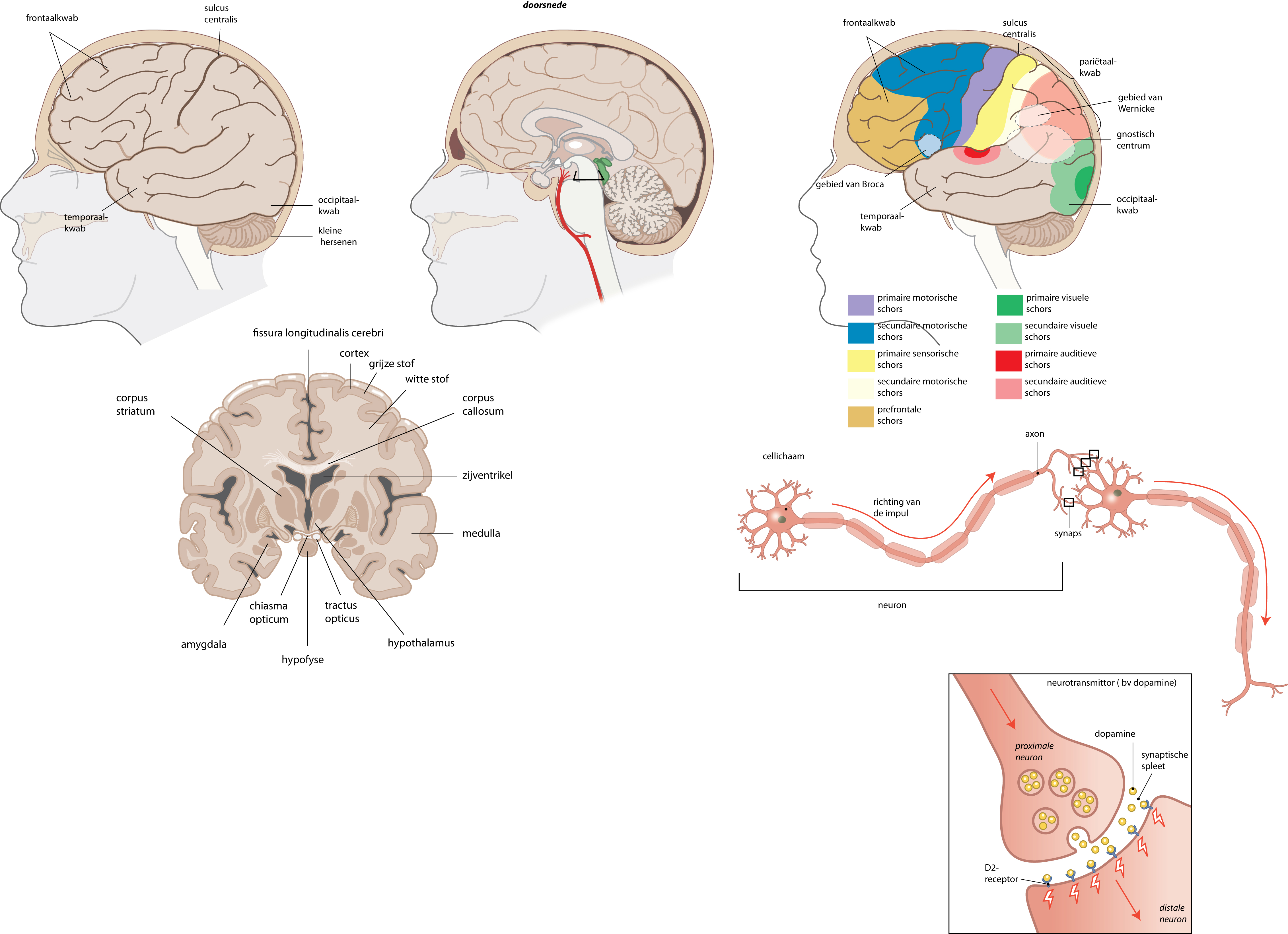 Brain Diagram | Label Drawing Of Brain | Parts Of Brain | Brain Anatomy -  YouTube