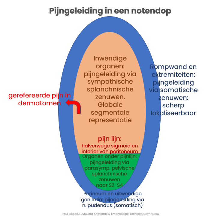 Schema Pijngeleiding in een notendop