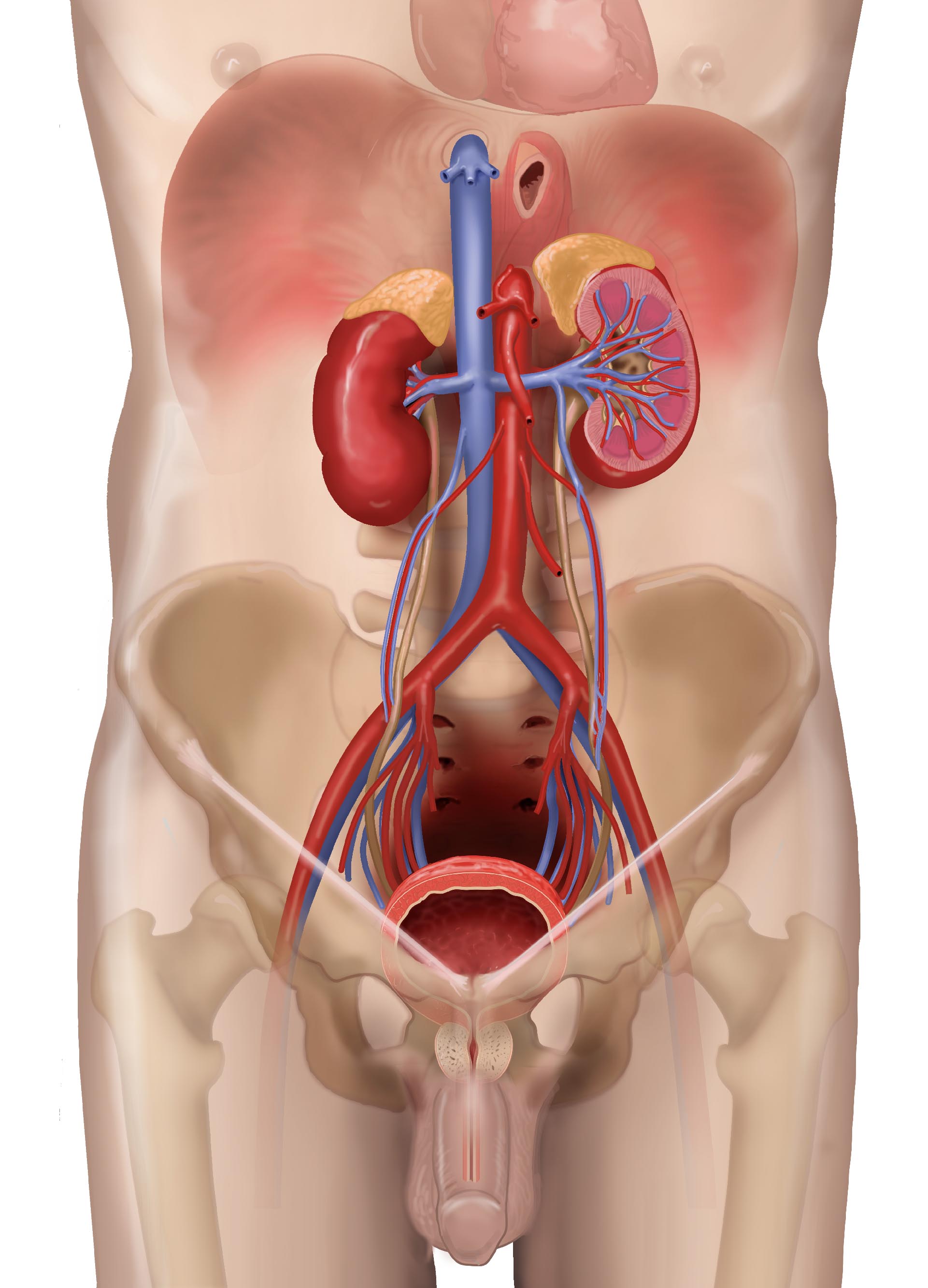 Anatomical Drawing Image & Photo (Free Trial) | Bigstock