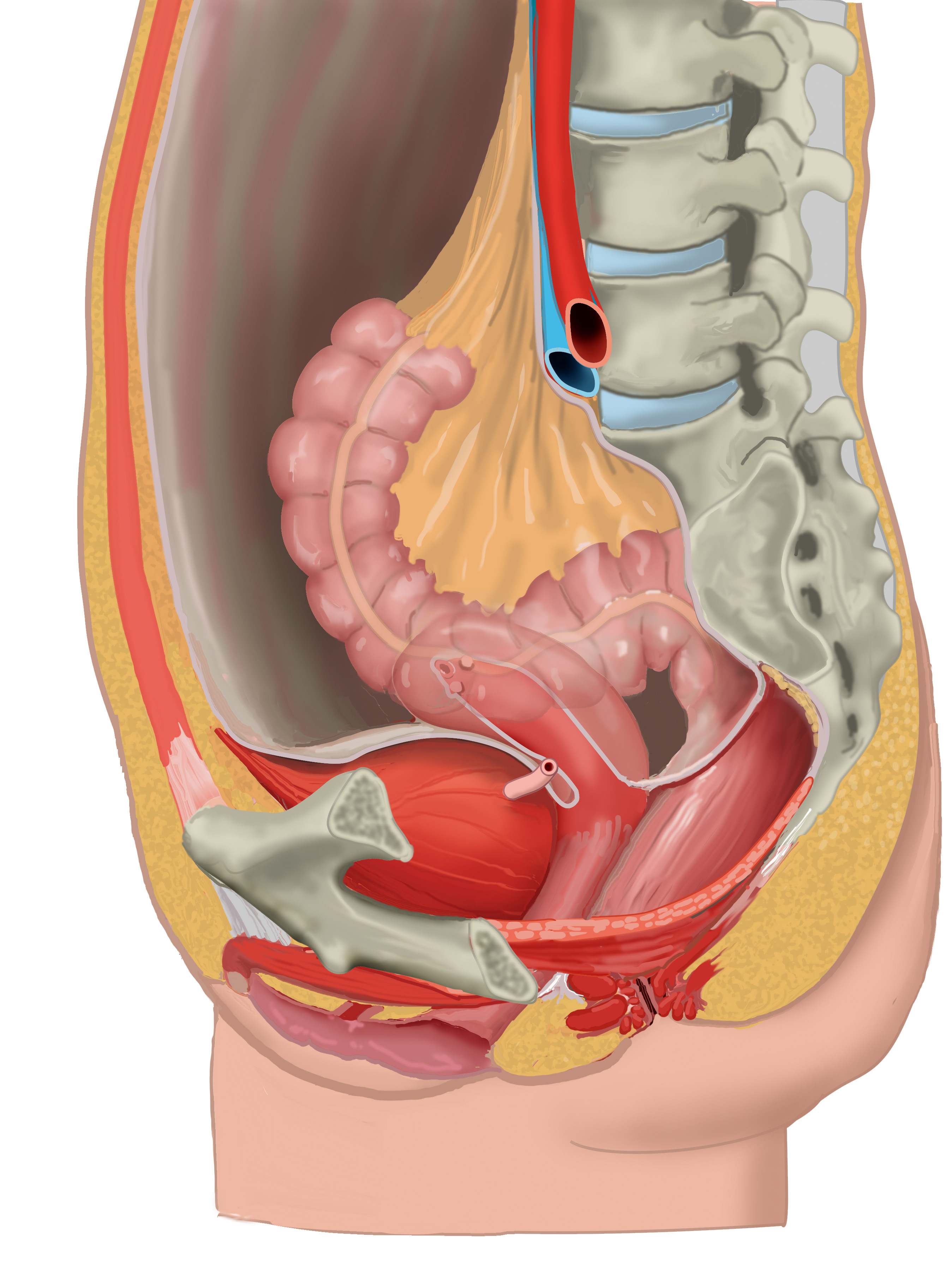 Anatomy of the female pelvic area