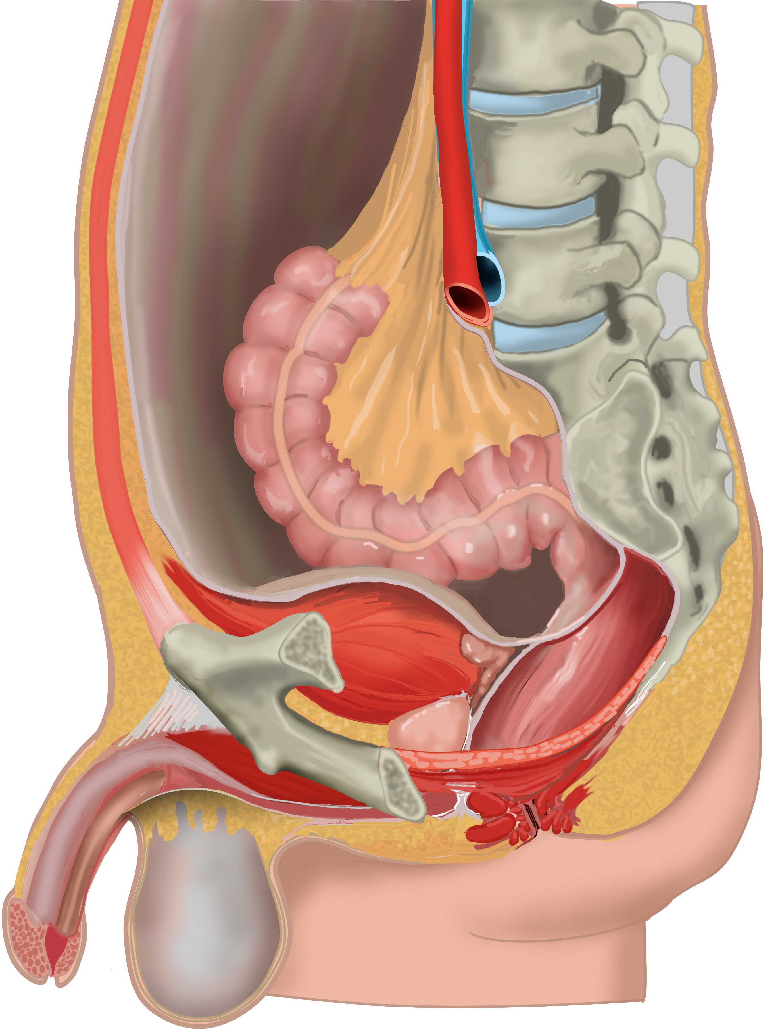 Sagittal section male pelvis