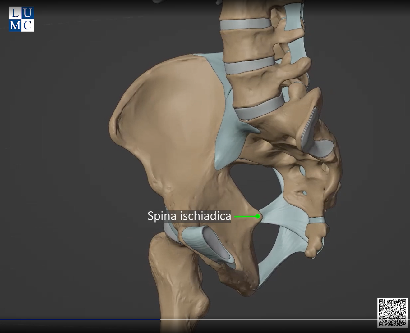 Video: pelvis - bony parts, ligaments, passways