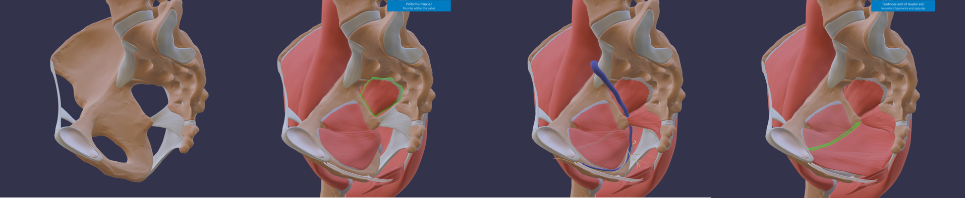 Consecutive images show building up of pelvic diaphragm