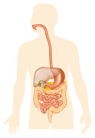 digestive system animation gif