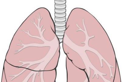 simple lungs diagram