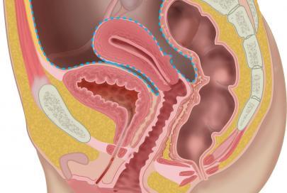 Quiz Female Internal Genital Organs (basics)