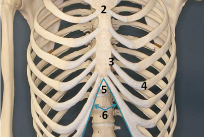 Thorax Anatomy Quiz - Trivia & Questions