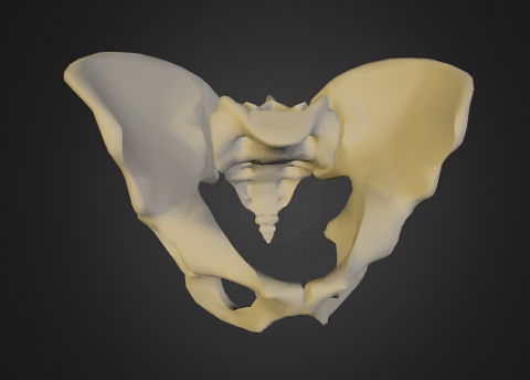 Bones of the Pelvis (3D Anatomy Tutorial), UKMLA