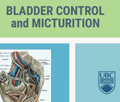 Bladder control and micturition