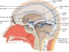OpenStax AnatPhys fig.13.16 - Brain Sinuses - English labels
