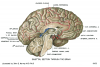 U.Br.Columbia - Drawing Sagittal section through the brain - English labels
