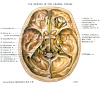 U.Br.Columbia - Drawing The nerves in the cranial fossae - English labels