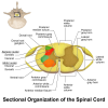 Blausen - Anatomy of the spinal cord - English labels