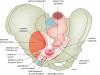 Tendinous Arch of Levator Ani, Tendinous Arch Of Pelvic Fascia And Ligaments Of Female Pelvis - English Labels