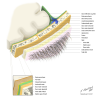 Radiopaedia - Drawing Layers of the scalp and meninges - English labels