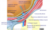 Abdominal wall layers of the inguinal canal, semi 3D exploded view - English labels