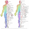 Drawing Dermatomes and Cutaneous Nerves in an Anterior and Posterior View - English labels