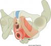 Left inferior view of levator ani and external anal sphincter muscles - no labels.