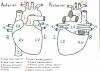 A drawing of the heart as seen from anterior and posterior, with numbered labels and Latin answers