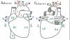 A drawing of the heart as seen from anterior and posterior, with numbered labels