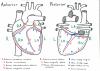 A drawing of the heart as seen from anterior and posterior including the coronary arteries and veins, with numbered labels and answers