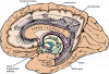 U.Br.Columbia - Drawing Limbic system tracts, half cross-section - English labels