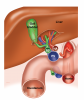 Cartoon to remember the position of the structures in the hepatoduodenal ligament - English labels