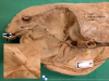 Leiden, Maas Photo 34 - Sagittal section of the female pelvis (plastination specimen) - number labels