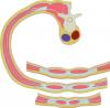 Transverse section of the abdominal wall (section above and below the arcuate line)