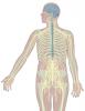 Overview of the central and peripheral nervous system