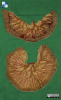 Leiden - Photo Differences in external characteristics of Jejunum and Ileum (dissection specimen) - no labels