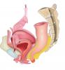 Peritoneal reflections on the female internal pelvic organs - No labels