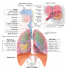 Respiratory system diagram - English labels