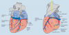  Borgquist - Drawing Coronary veins from a posterior view and an anterior view - English labels