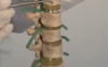 Utah Neuroanatomy Video Lab - The Spinal Cord & Monosynaptic Reflex