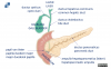 Slagter - Drawing Biliary system - Latin and English labels