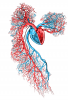 Sobotta 1906 fig.517 - Schematized cardiovascular system - No labels, enhanced