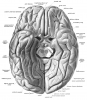 Sobotta 1909 fig.630 - Fissures and convulsions of the cerebral cortex, inferior view - English labels