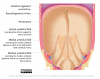 The umbilical folds and ligaments, English labels