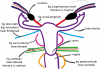 Ligamenten uterus