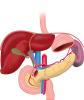 Arteries of pancreas, duodenum, liver and spleen